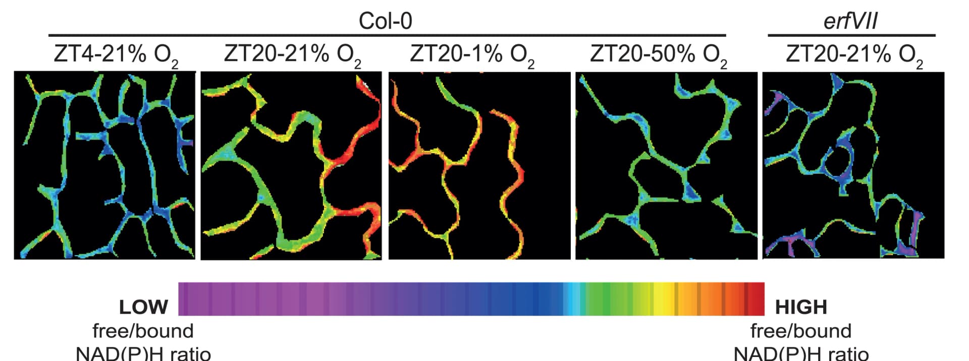 Open access visualization of Microscopy, Metabolic Map, Cytoplasmic Regions, Free/Bound NAD(P)H Ratio, Phasor