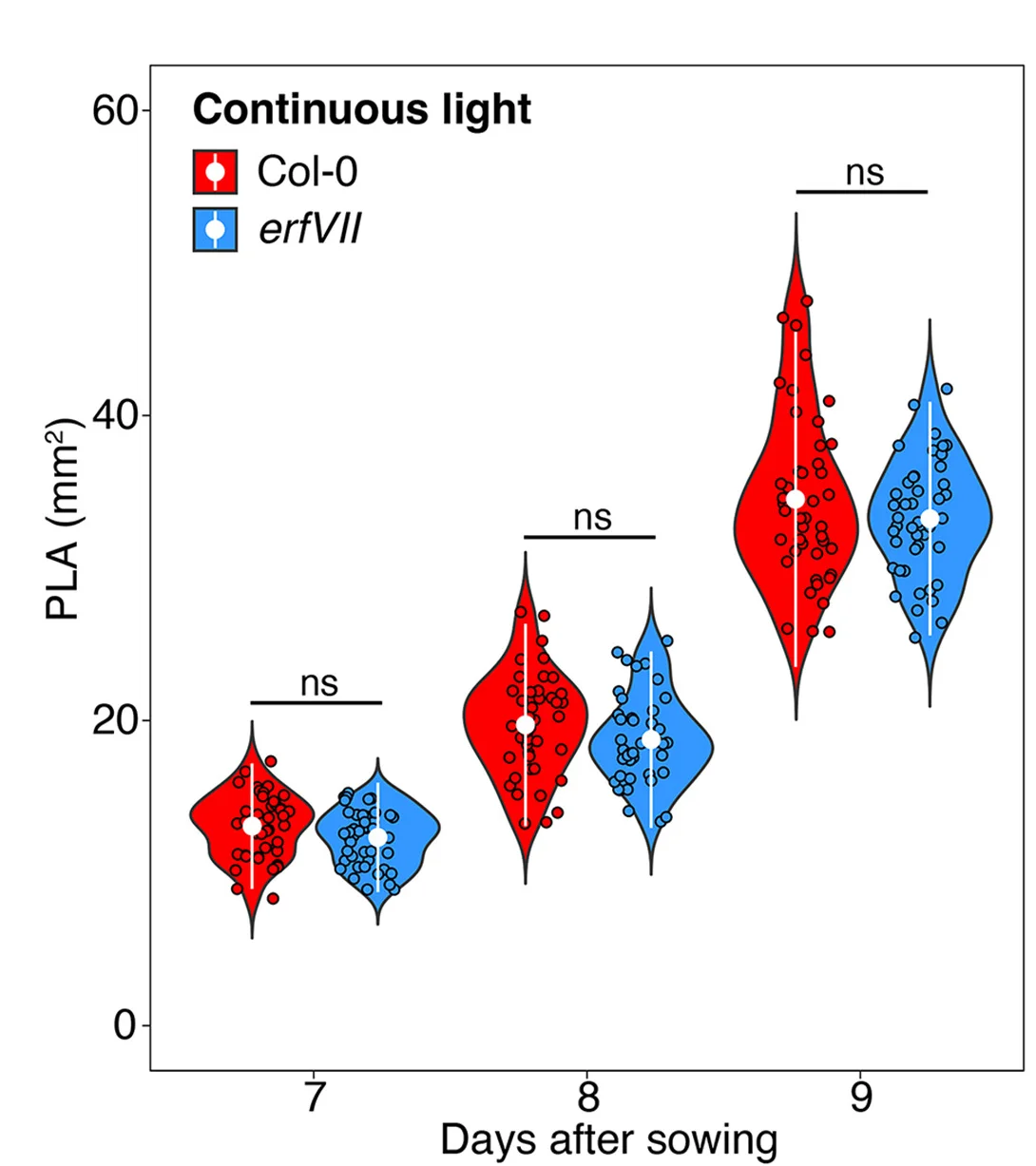 Open access visualization of Violin Plot, Scatter Plot, Plant Leaf Area, Leaf Number, CL Conditions