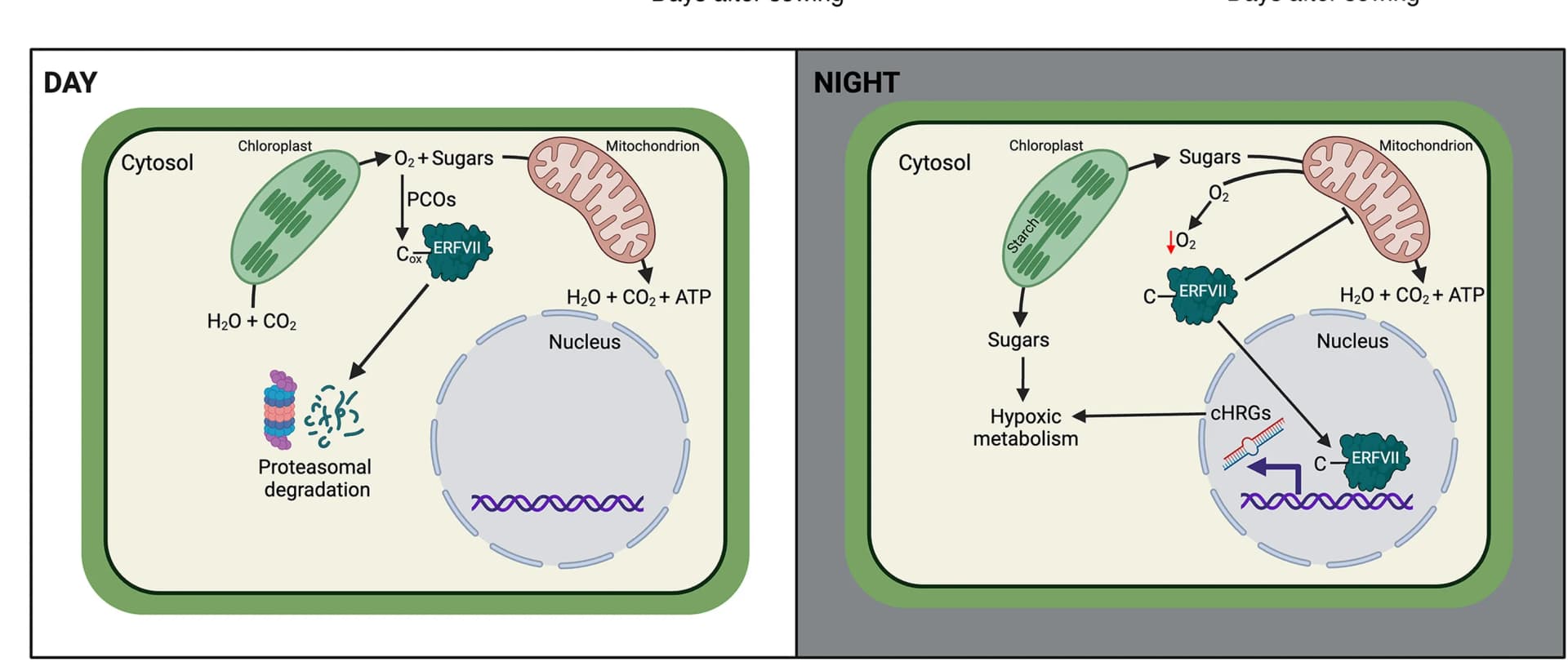 Open access visualization of Workflow, Illustration, Cyclic Hypoxia, Young Leaves, Photosynthetic Activity