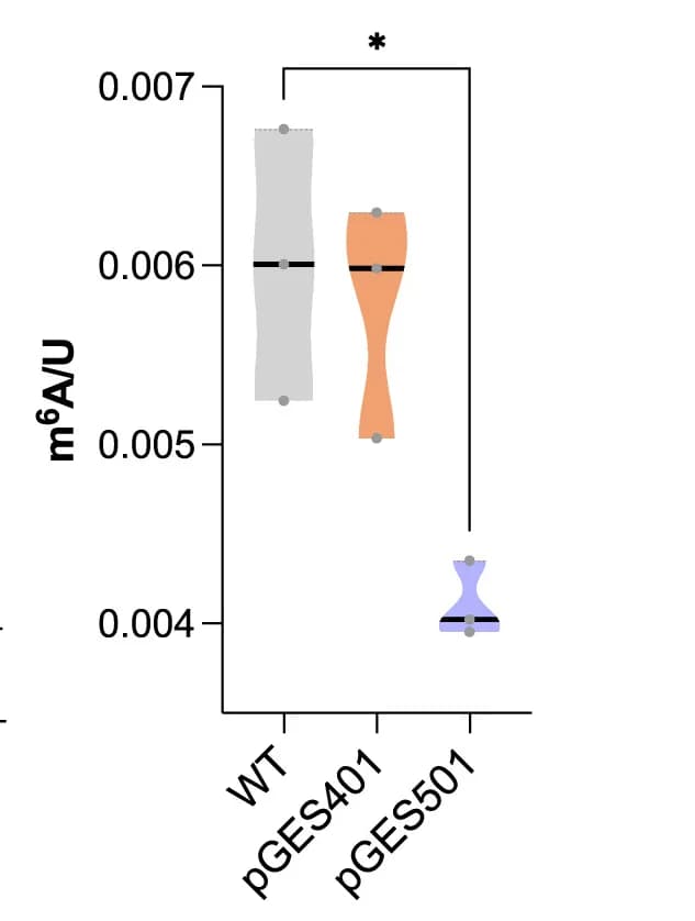 Open access visualization of Violin Plot, m6A Methylation, Leaves, Wild Type, Wm82