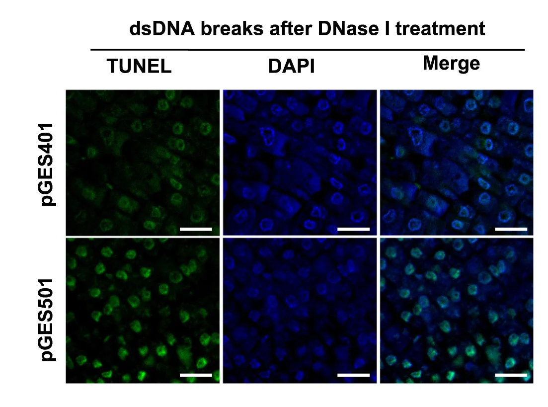 Open access visualization of Microscopy, DNase I, TUNEL Assay, Shoot Apices, T1 Plants