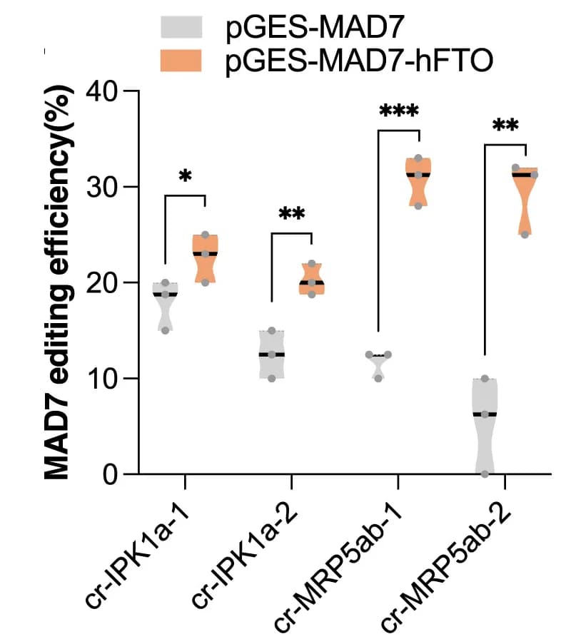 Open access visualization of Violin Plot, Box Plot, Scatter Plot, MAD7 Editing Efficiency, hFTO