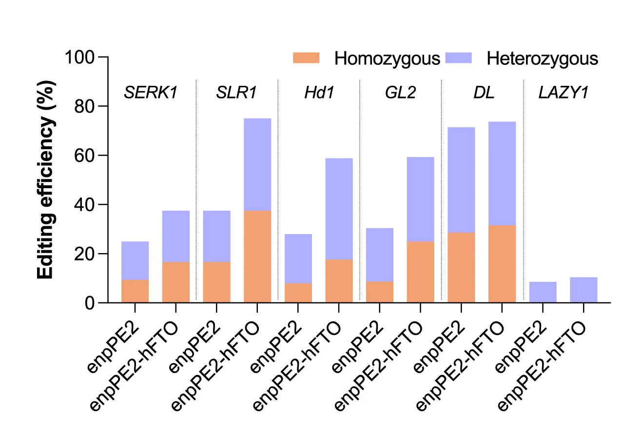 Open access visualization of Stacked Bar Plot, Prime Editing Efficiency, Stable Transgenic Rice, Homozygous Mutations, Heterozygous Mutations