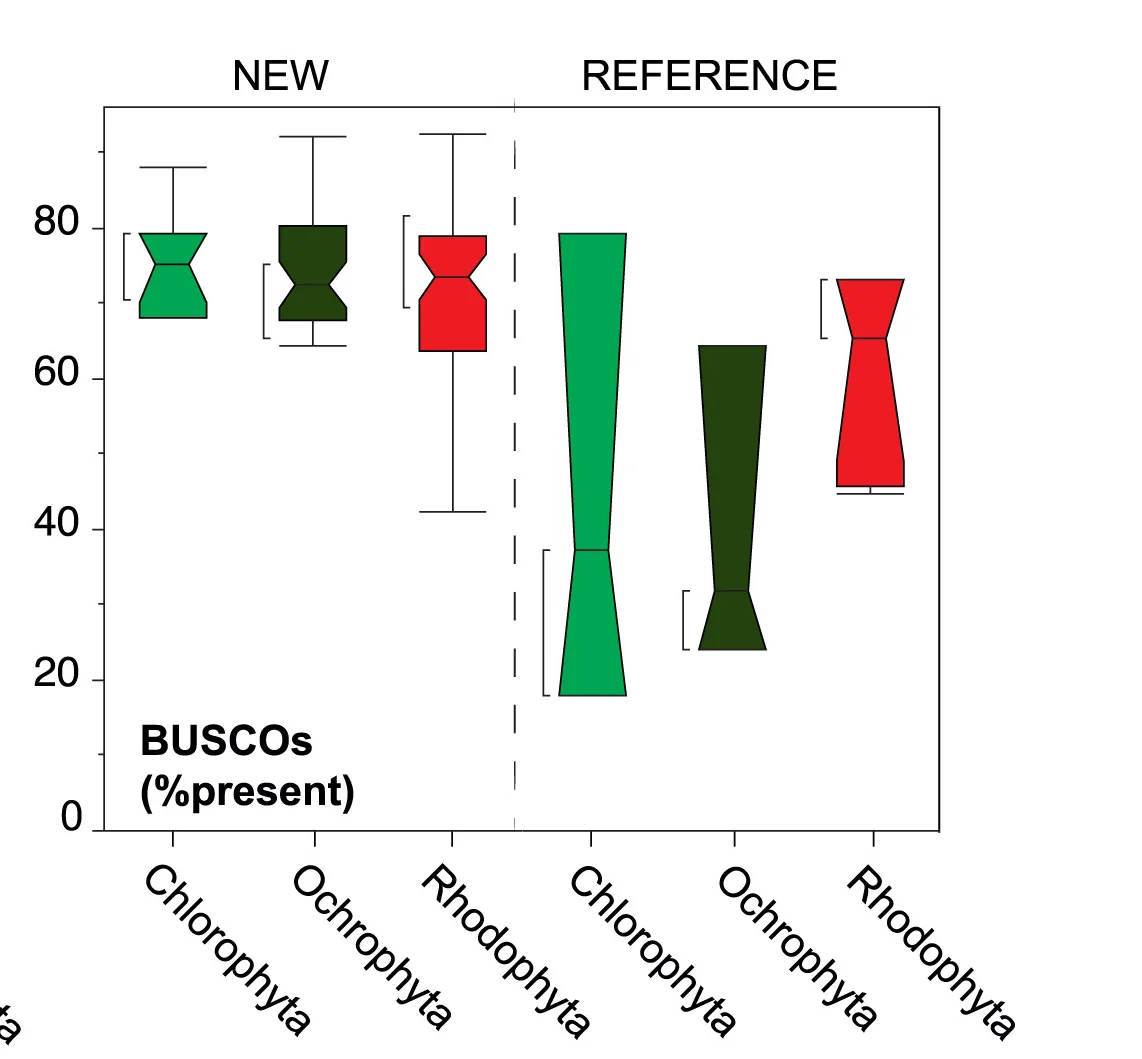 Open access visualization of Violin Plot, BUSCOs, Macroalgae