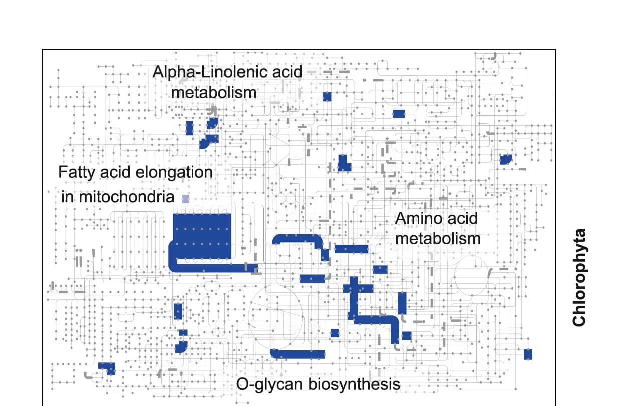 Open access visualization of Pathway, KEGG Map, Chlorophyte, Macroalgal, Metabolic Pathways