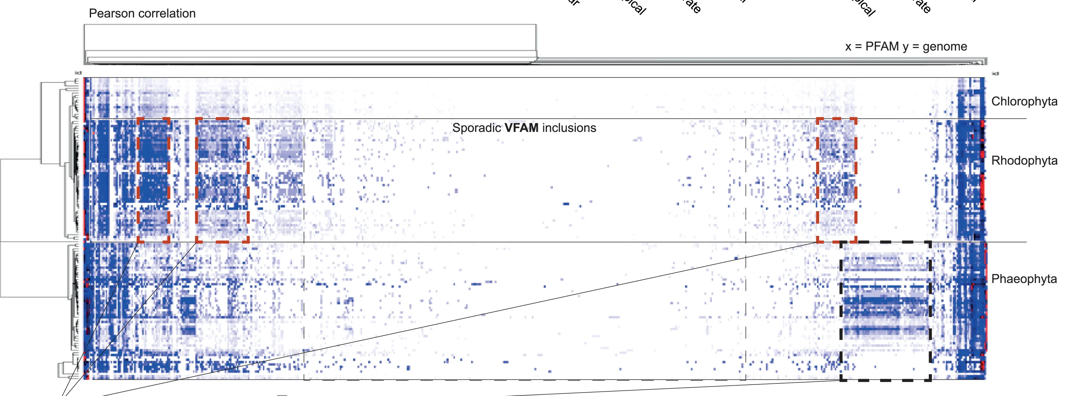 Open access visualization of Heatmap, Clustered, Viral Families, VFAMs, Species
