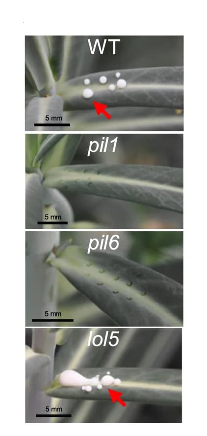 Open access visualization of Photo, Latex, Phenotypes, Mutants, Wild-type Plants