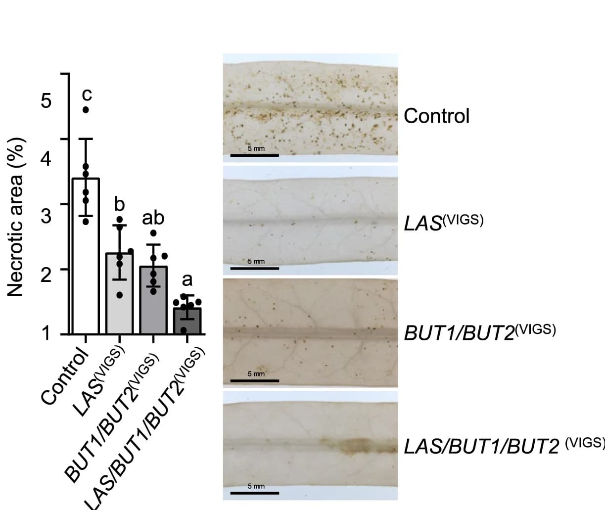 Open access visualization of Bar Plot, Error Bars, Photo, Disease, B. cinerea