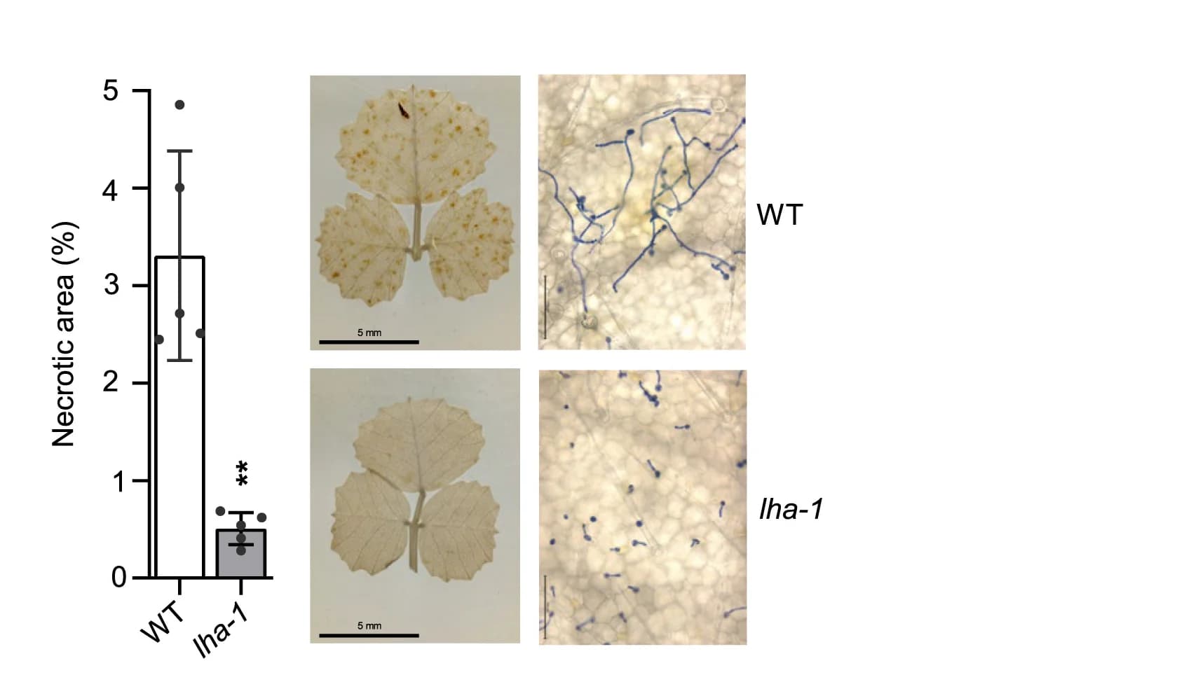 Open access visualization of Bar Plot, Error Bars, Photo, Microscopy, Disease