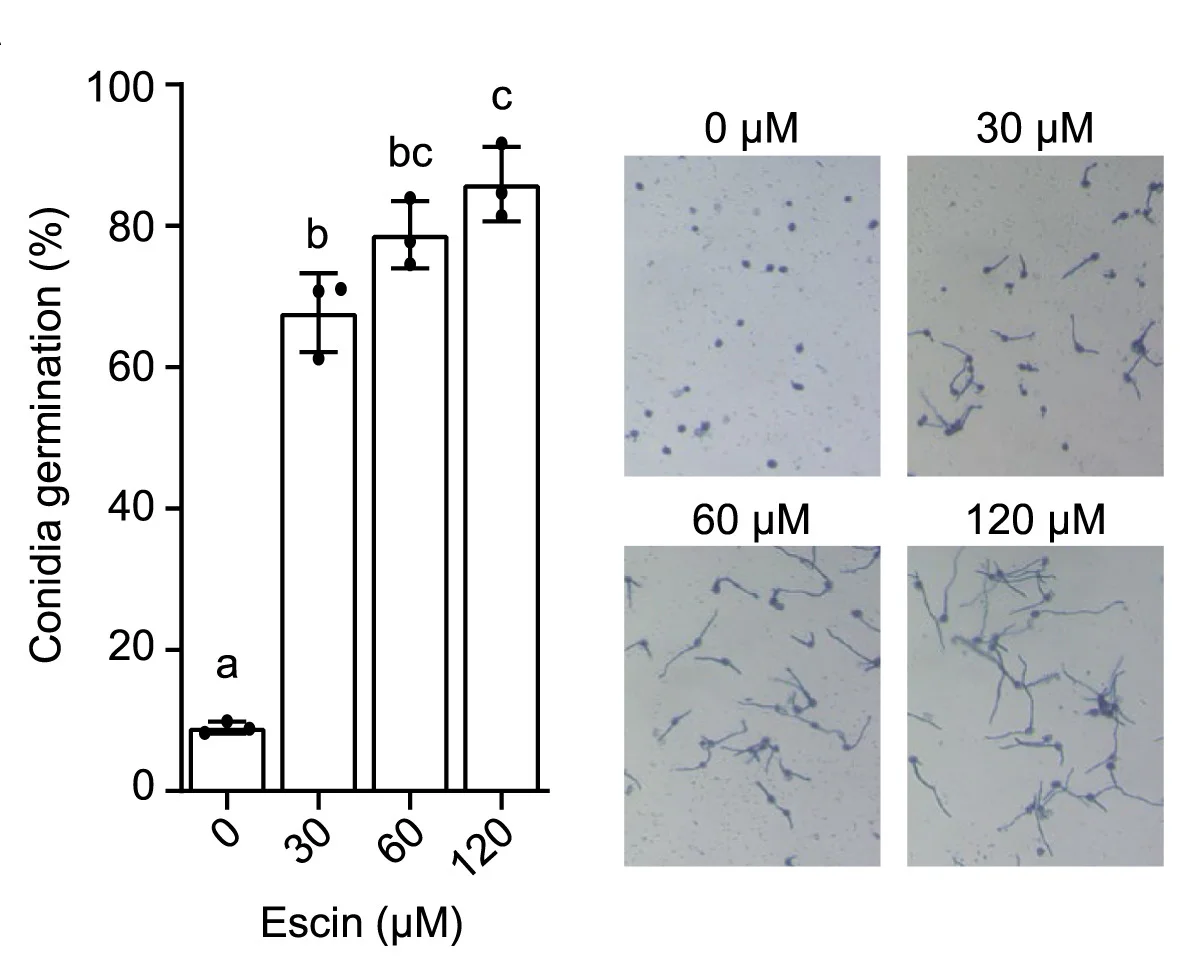 Open access visualization of Bar Plot, Error Bars, Microscopy, Germination Assay, B. Cinerea