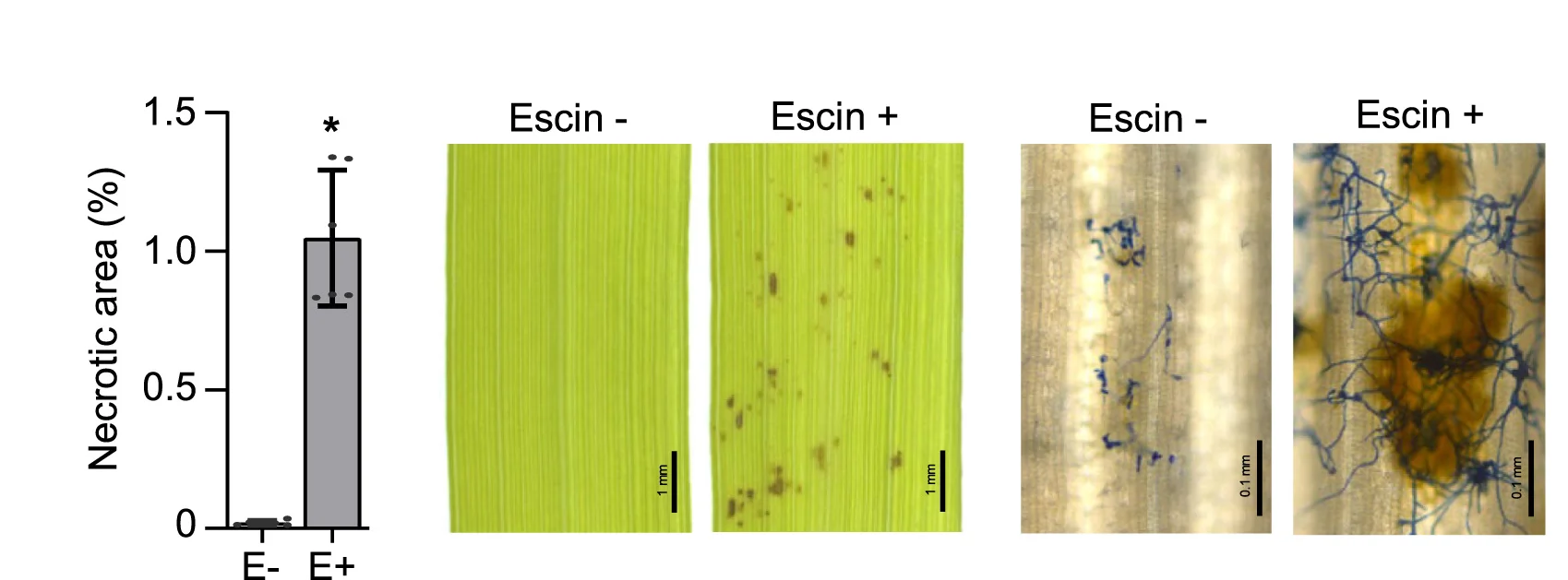 Open access visualization of Bar Plot, Error Bars, Microscopy, Photo, Oryza Sativa