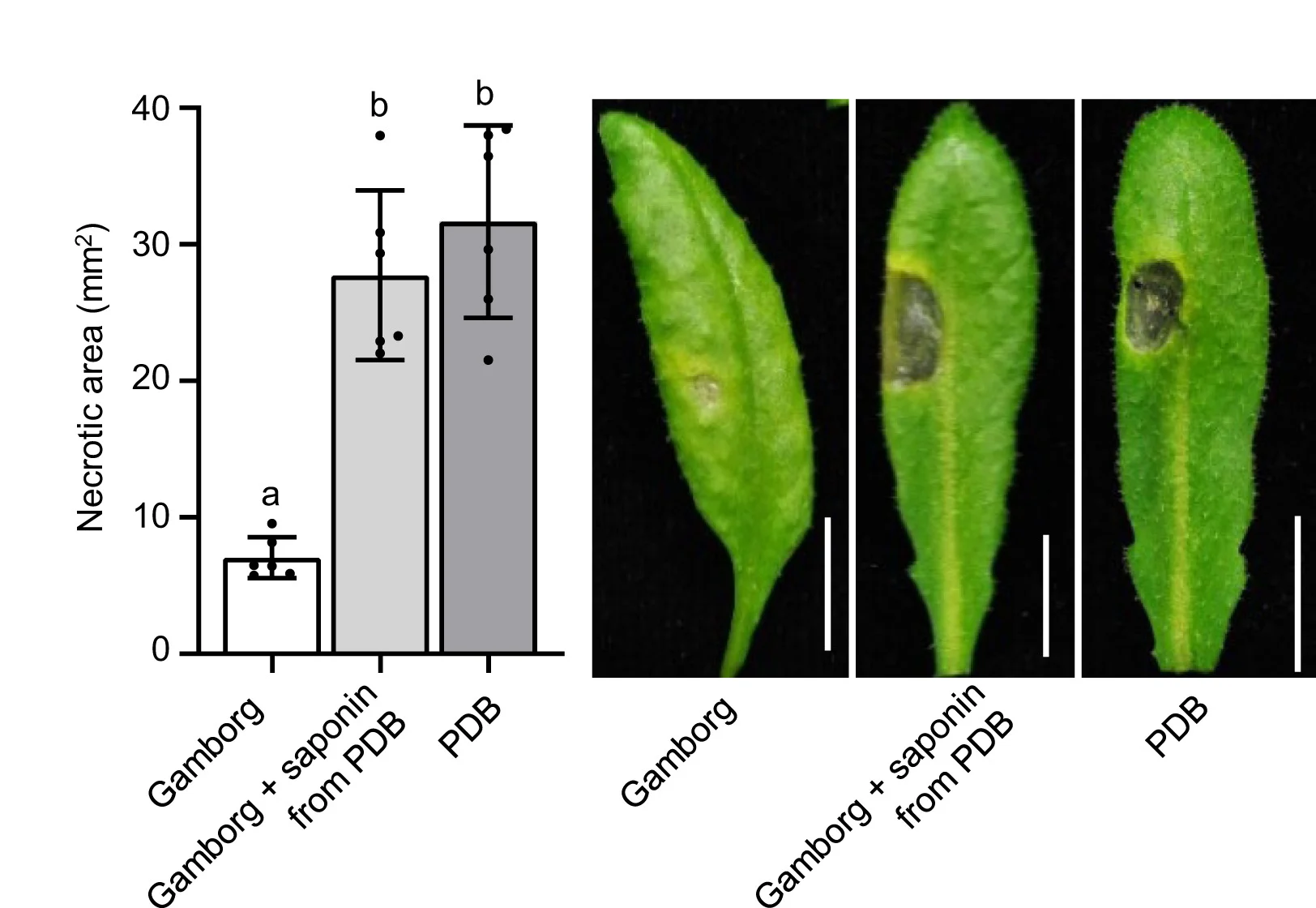 Open access visualization of Bar Plot, Error Bars, Photo, Arabidopsis, B. Cinerea