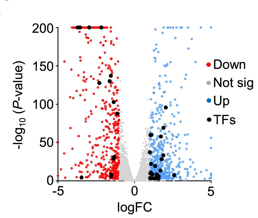 Open access visualization of Volcano Plot, Scatter Plot, Transcriptome Analysis, Conidia, Differentially Expressed Genes