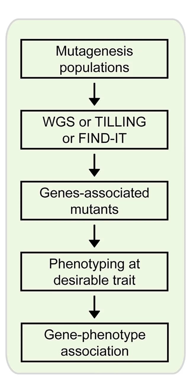Open access visualization of Workflow, Flowchart, Illustration, Reverse Genetics, Gene Isolation