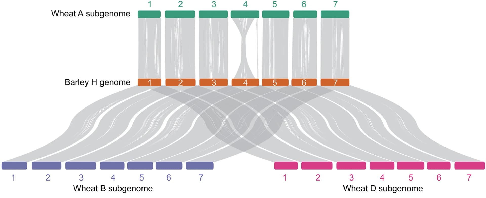 Open access visualization of Sankey, Barley Genome, Wheat Subgenomes, Synteny, Alignment