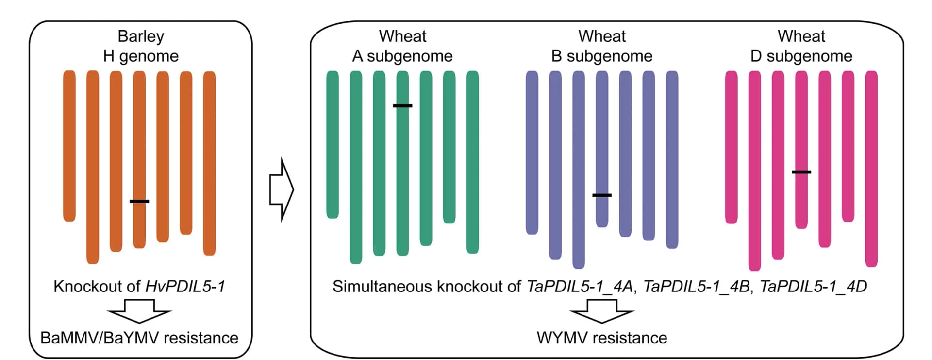 Open access visualization of Illustration, Workflow, WYMV Resistance, Homoealleles, Gene Knockout