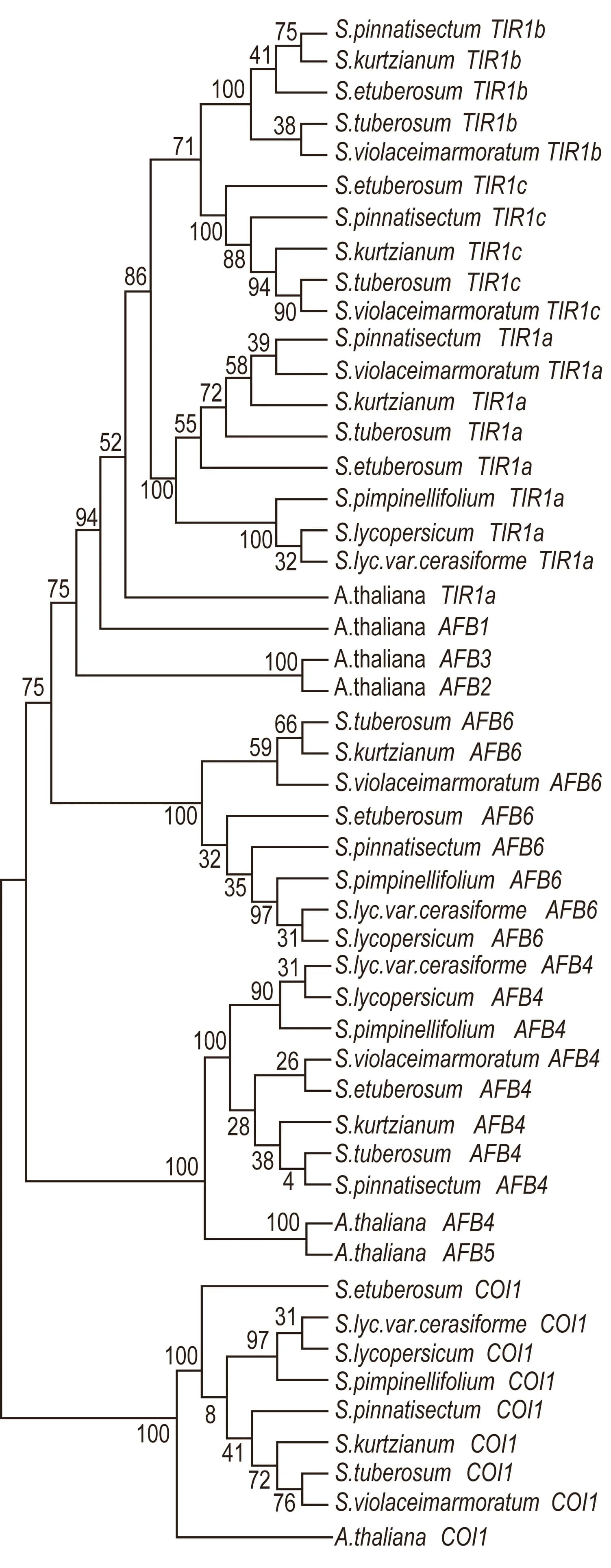 Open access visualization of Line Plot, Phylogenetic Tree, TIR1 Gene Family, Arabidopsis Thaliana, Etuberosum