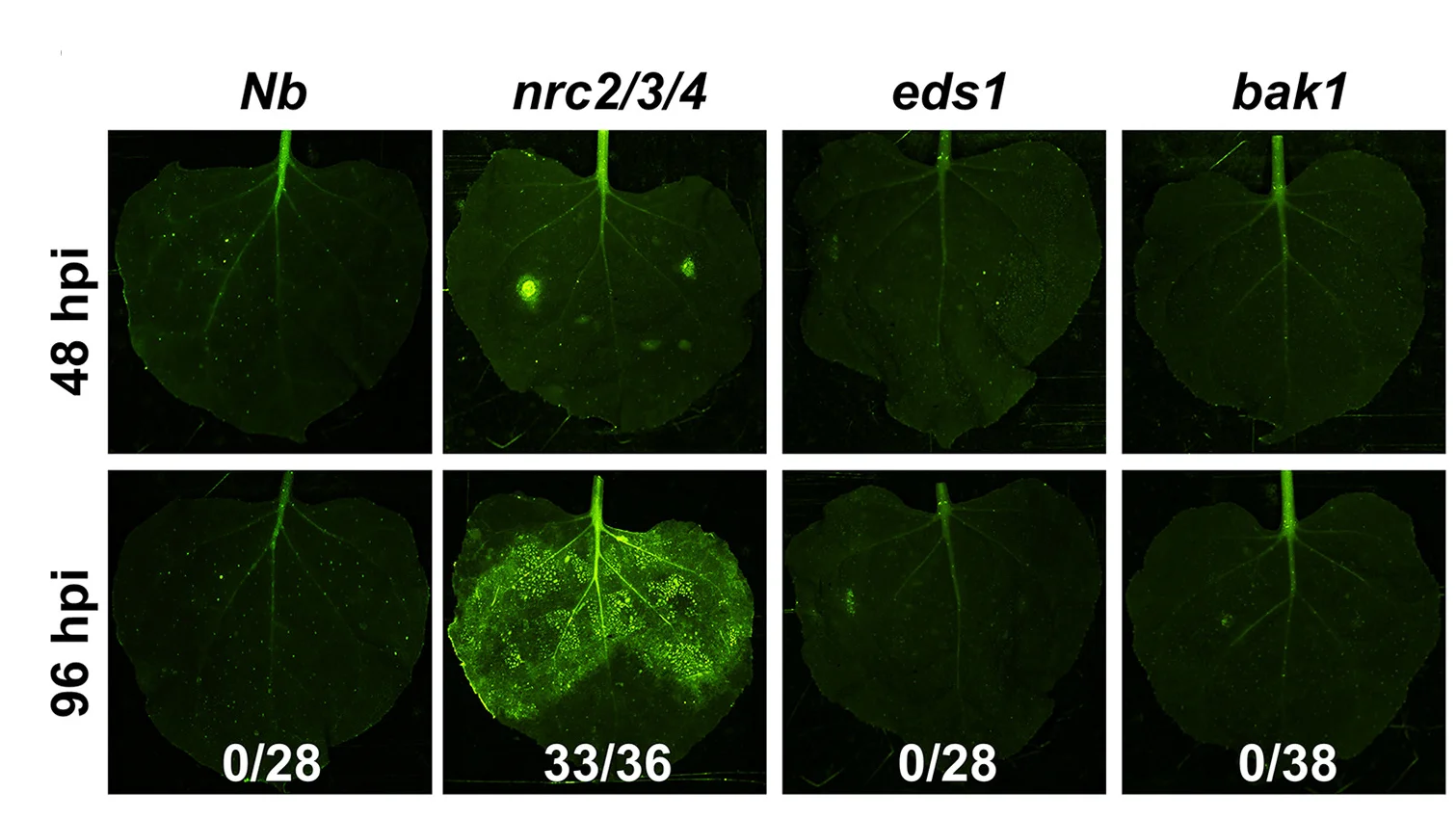 Open access visualization of Microscopy, Photo, Fluorescence Observation, N. Benthamiana, P. Sojae