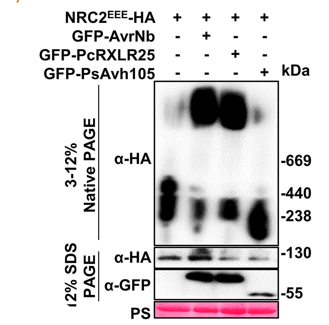 Open access visualization of Gel, Oligomerization, NRC2, AvrNb, PcRXLR25