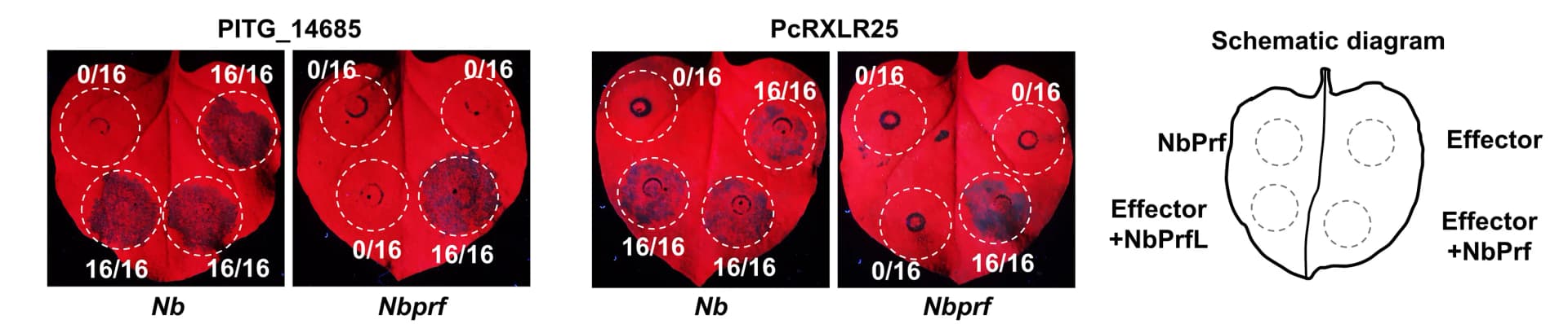 Open access visualization of Photo, Illustration, Cell Death, PITG_14685, PcRXLR25