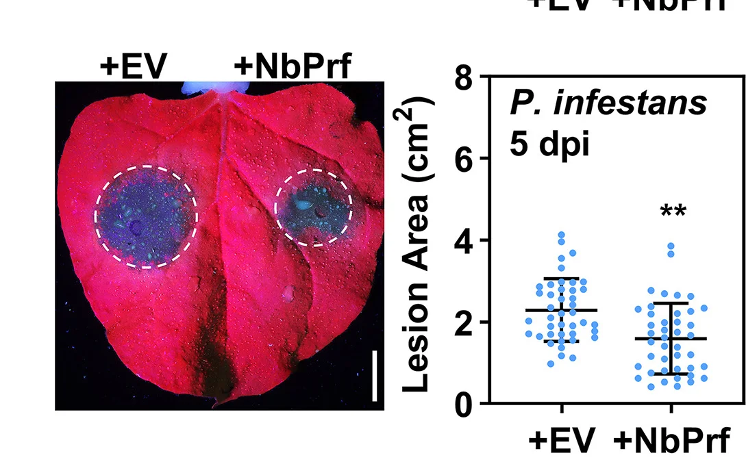 Open access visualization of Scatter Plot, Error Bars, NbPrf, P. infestans, Resistance