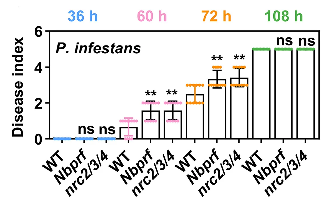 Open access visualization of Bar Plot, Error Bars, Nbprf, P. capsici, P. infestans