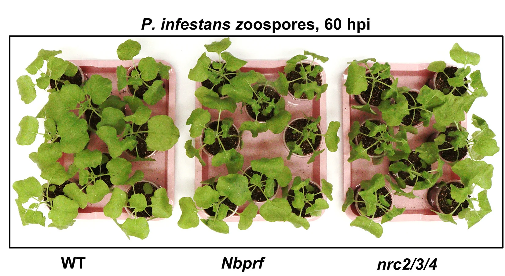Open access visualization of Photo, Plant Phenotypes, P. capsici, P. infestans