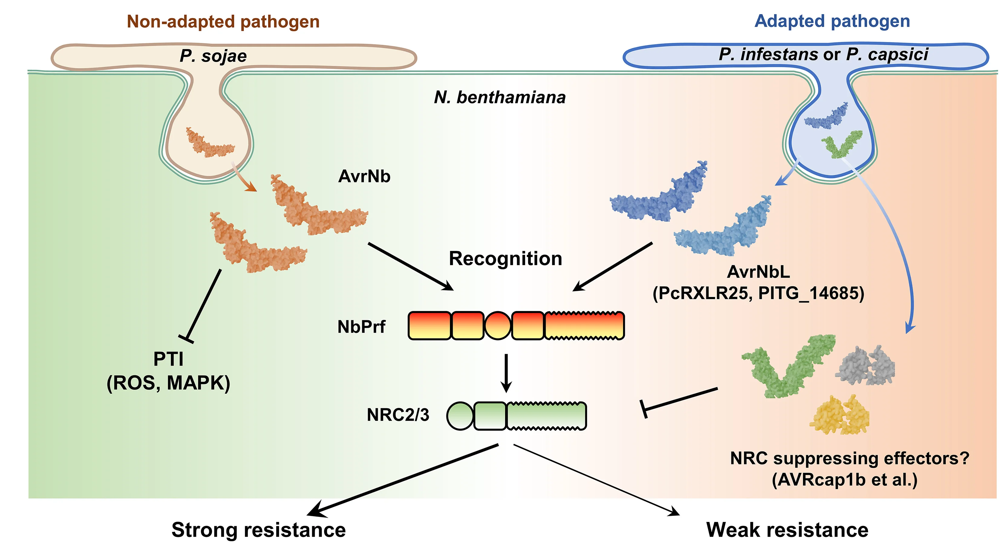 Open access visualization of Workflow, Illustration, NbPrf, Resistance, Phytophthora