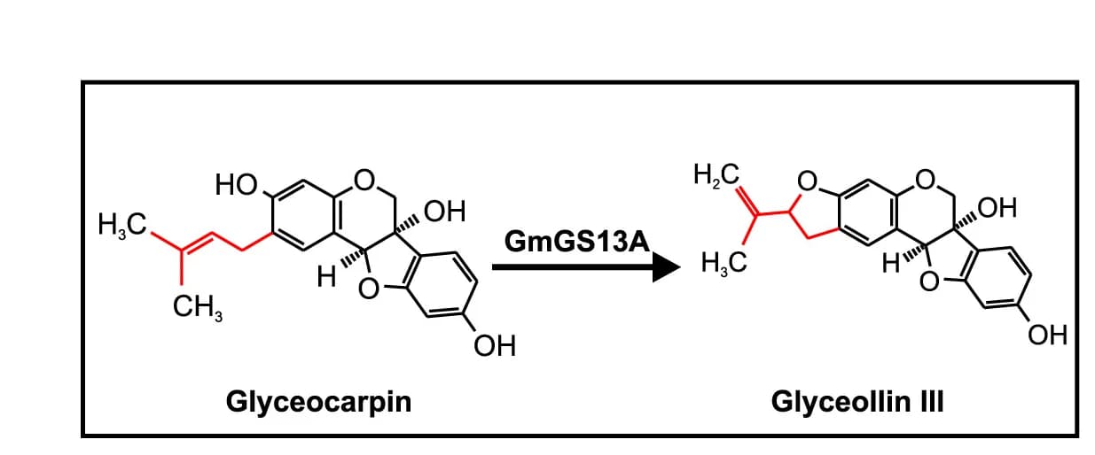Open access visualization of Chemical Structure, Enzymatic Reaction, Glyceocarpin, Glyceollin III