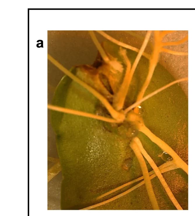 Open access visualization of Photo, Functional Characterization, GmGS11A, GmGS11B, GmGS13A