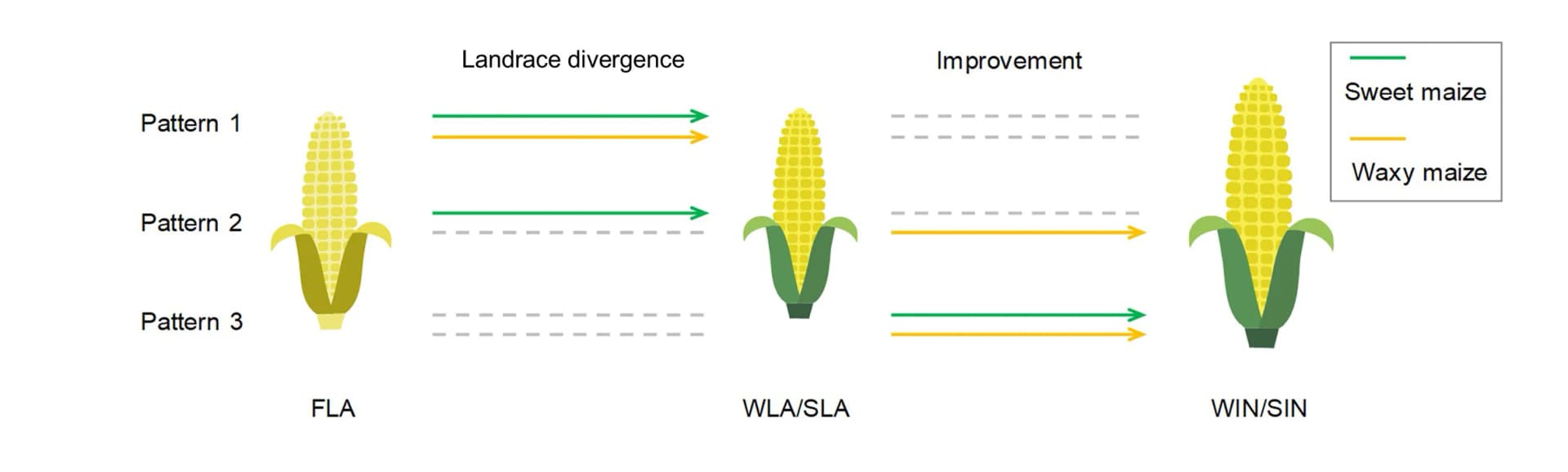 Open access visualization of Workflow, Flowchart, Differential Metabolites, Field Maize, Sweet Maize