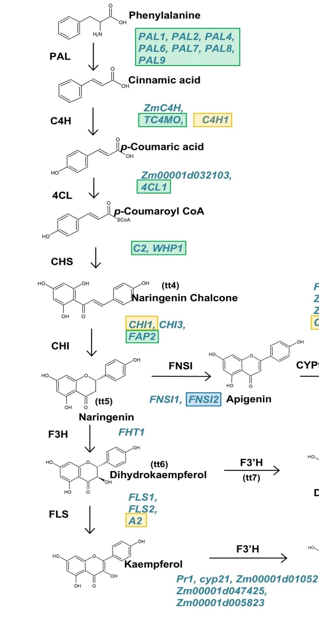 Open access visualization of Workflow, Genes, Flavonoid Biosynthetic Pathway, Field-Waxy Differentiation, Field-Sweet Differentiation