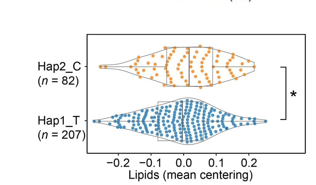 Open access visualization of Violin Plot, Box Plot, Scatter Plot, Boxplot, Lipids