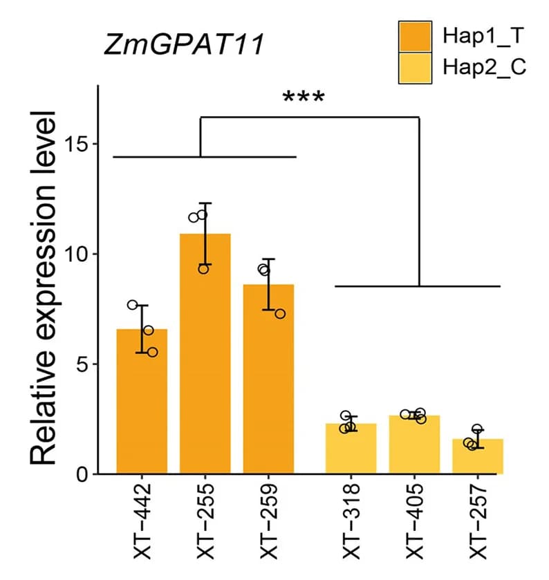 Open access visualization of Bar Plot, Error Bars, RT-qPCR, ZmGPAT11, Expression
