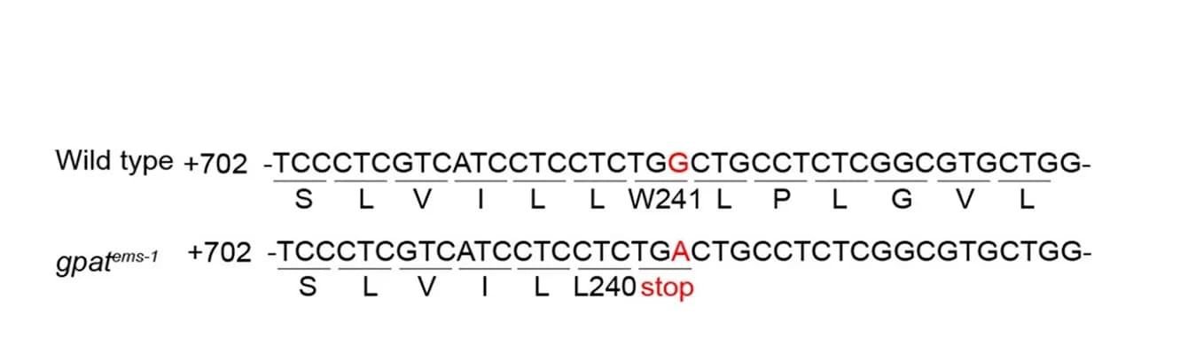 Open access visualization of Illustration, Mutation Site, EMS Mutant