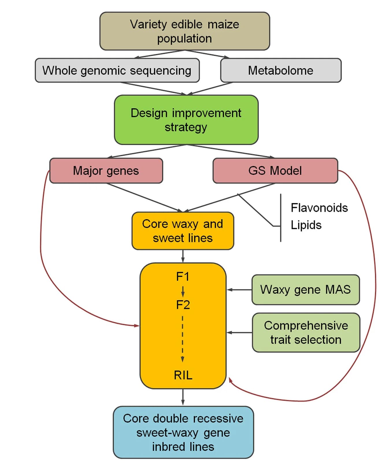 Open access visualization of Workflow, Flowchart, Molecular Design, Breeding Strategies, Sweet Waxy Hybrid Maize