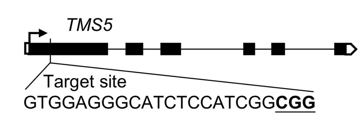 Open access visualization of Illustration, Target Site, Mutant Alleles, HiDecode, Sample Counts