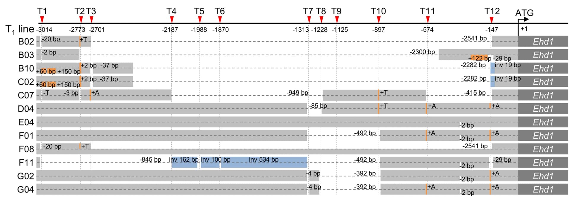 Open access visualization of Workflow, Mutation Analysis, Ehd1 Promoter, LaDecode, sgRNA Targets