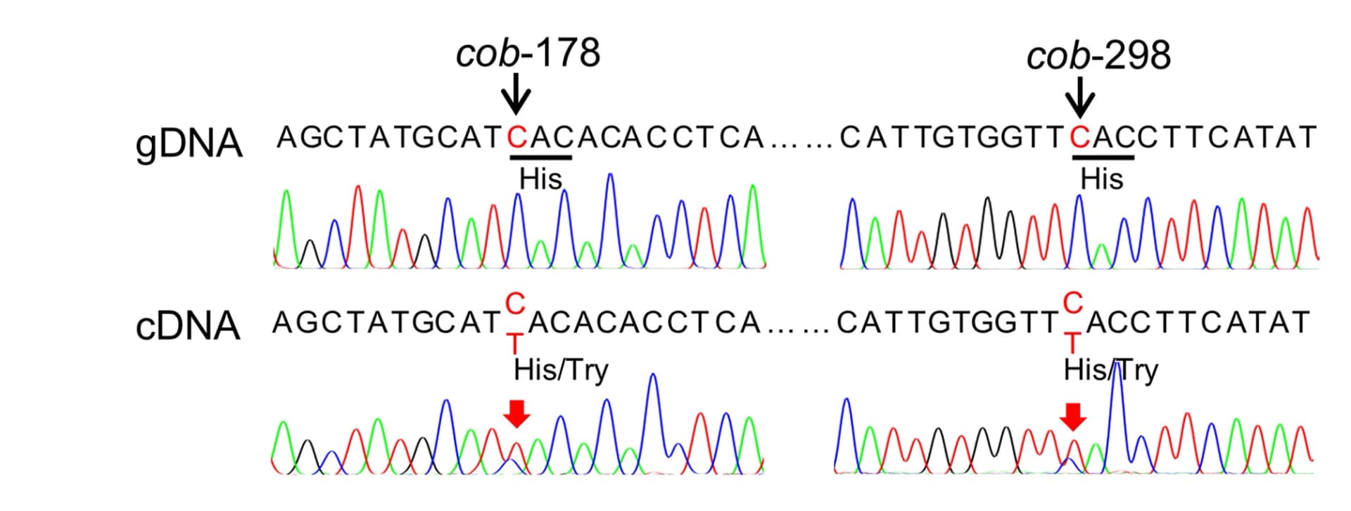 Open access visualization of Line Plot, RNA Editing, C-to-U Editing, cob mRNA, Sanger Sequencing