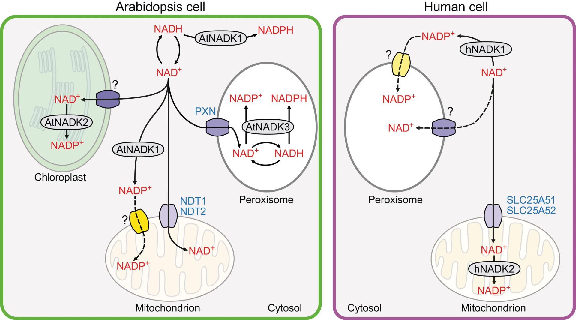 Open access visualization of Workflow, Illustration, NADK Isoforms, Arabidopsis, Human