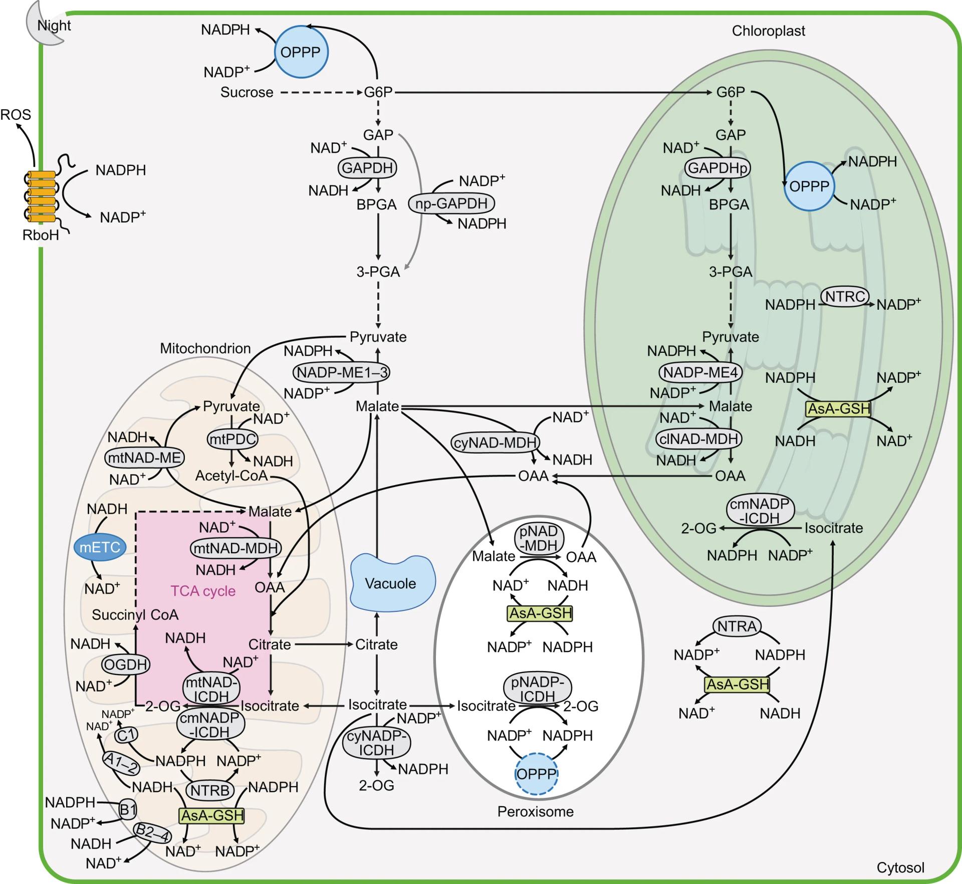 Open access visualization of Workflow, Flowchart, Illustration, Chloroplast, Cytosolic Glycolysis