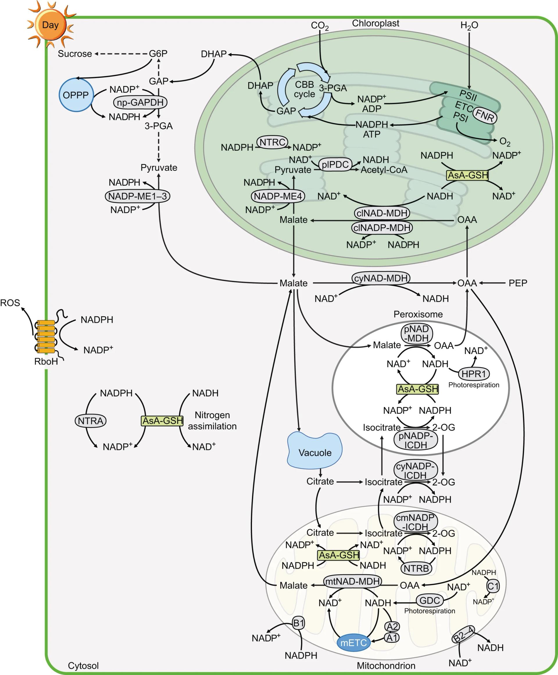 Open access visualization of Workflow, Flowchart, Illustration, Photosynthetic Light Reactions, Chloroplasts