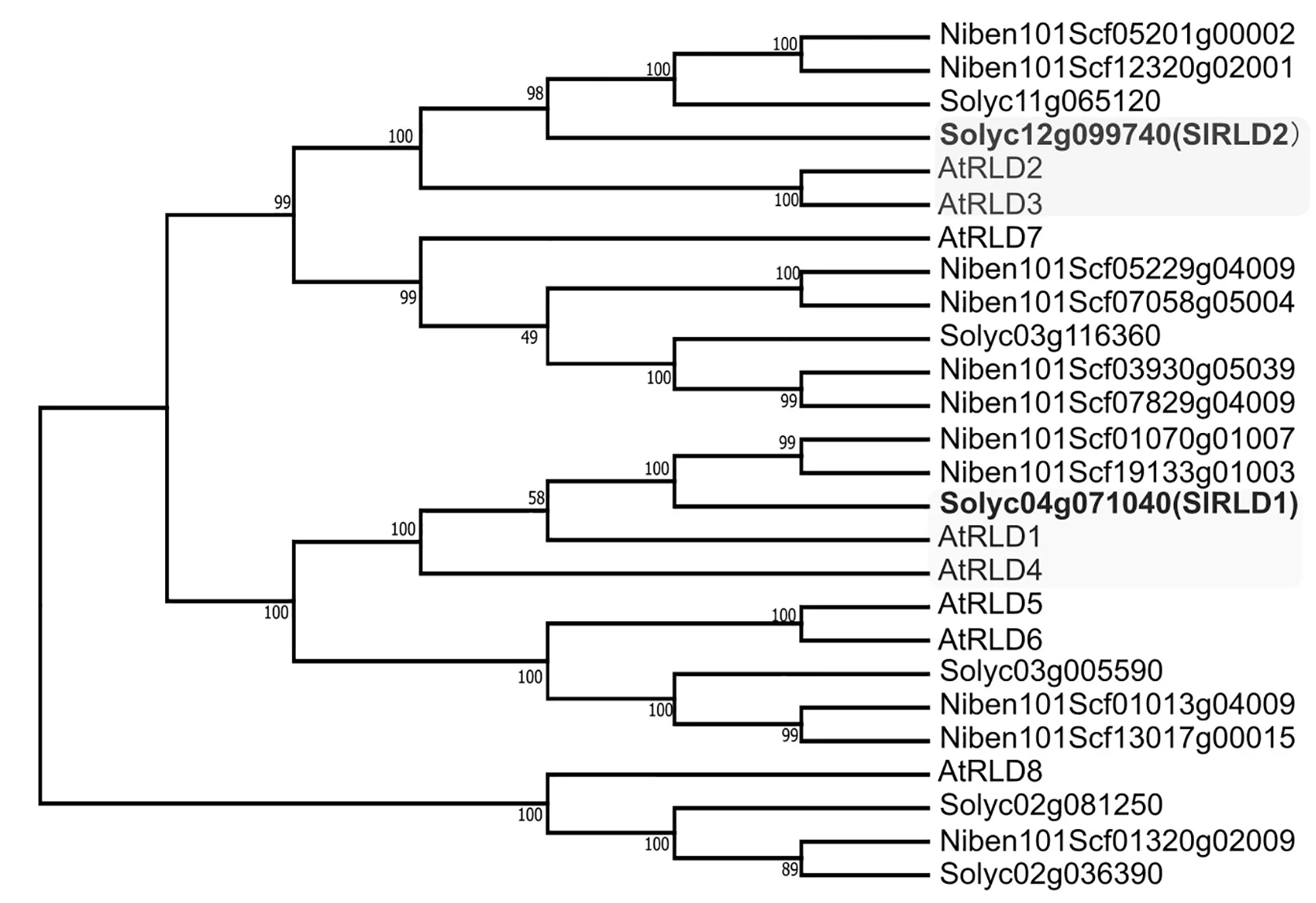 Open access visualization of Network, Phylogenetic Tree, RLD Proteins, Arabidopsis, Tomato