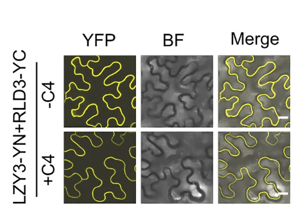 Open access visualization of Microscopy, LZY3, RLD3, Bimolecular Fluorescence Complementation, N. Benthamiana