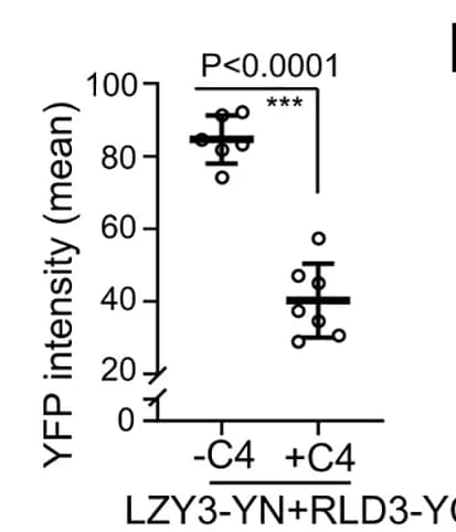 Open access visualization of Scatter Plot, Error Bars, YFP Intensity, ImageJ, Technical Replicate