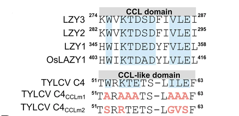 Open access visualization of Illustration, Table Image, Amino Acid Sequences, CCL Domain, CCL-like Domain