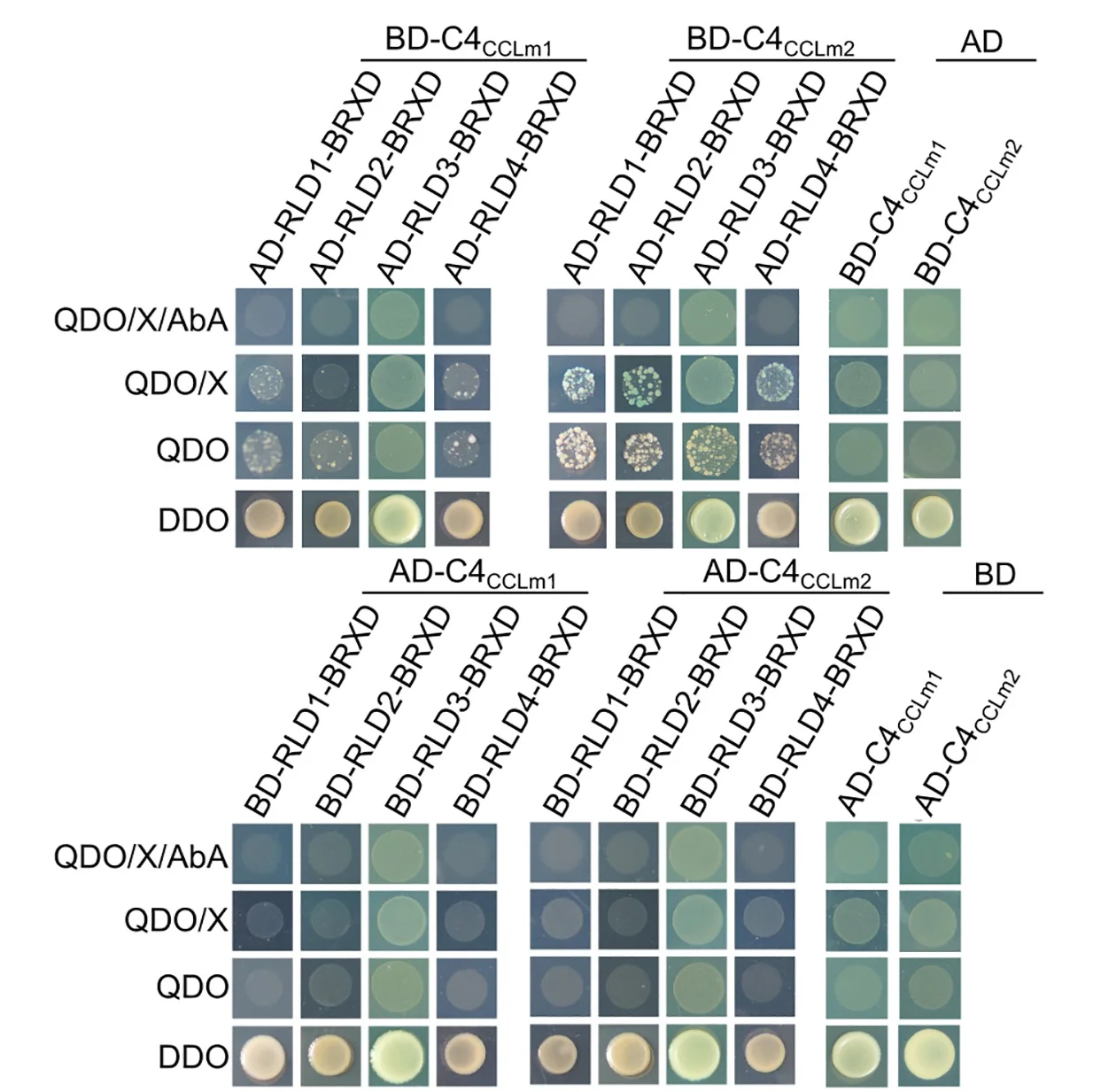Open access visualization of Gel, C4CCLm1, C4CCLm2, BRX Domain, Yeast Two-Hybrid Assay