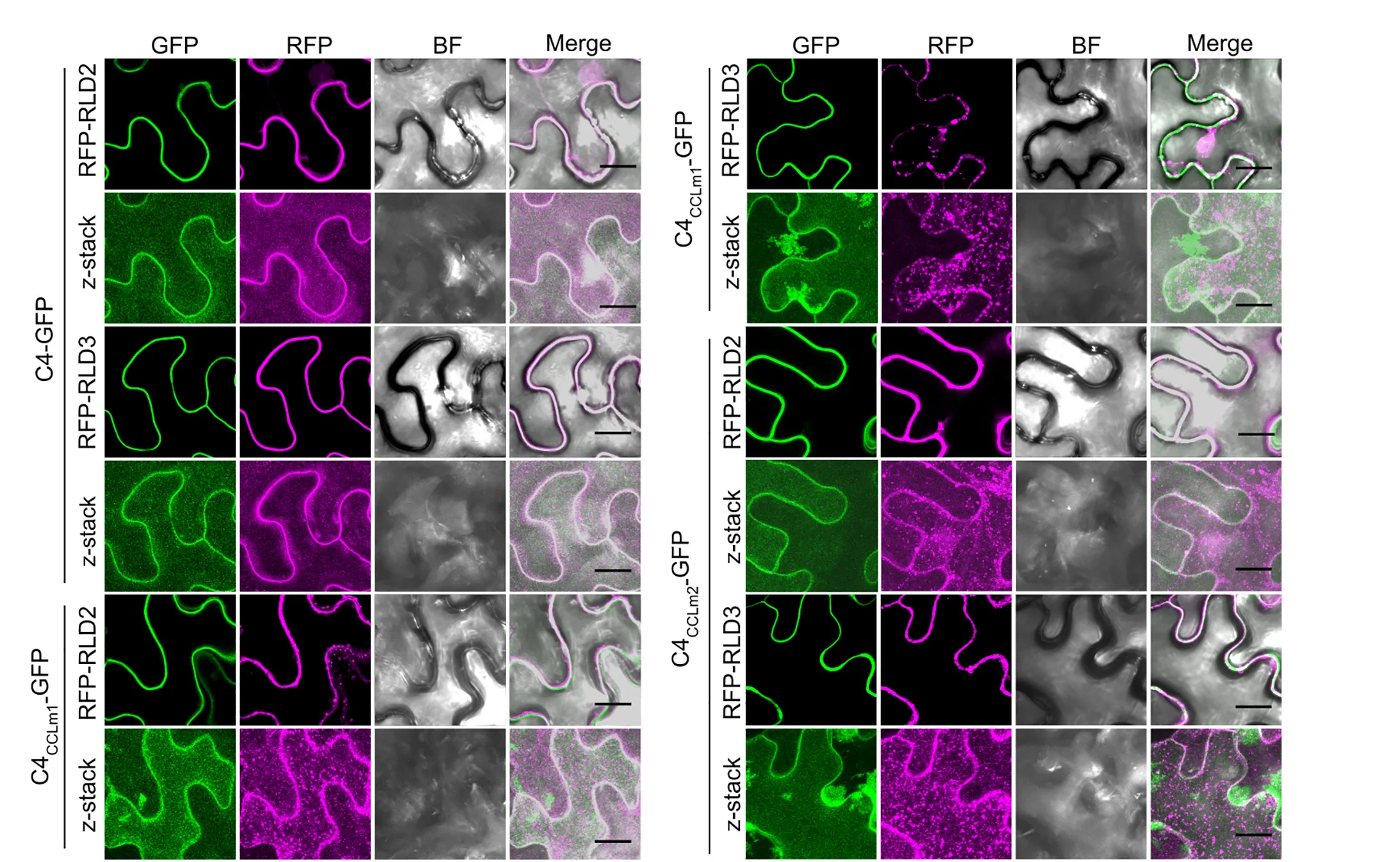 Open access visualization of Microscopy, RFP-RLD2, RFP-RLD3, C4-GFP, C4CCLm1-GFP