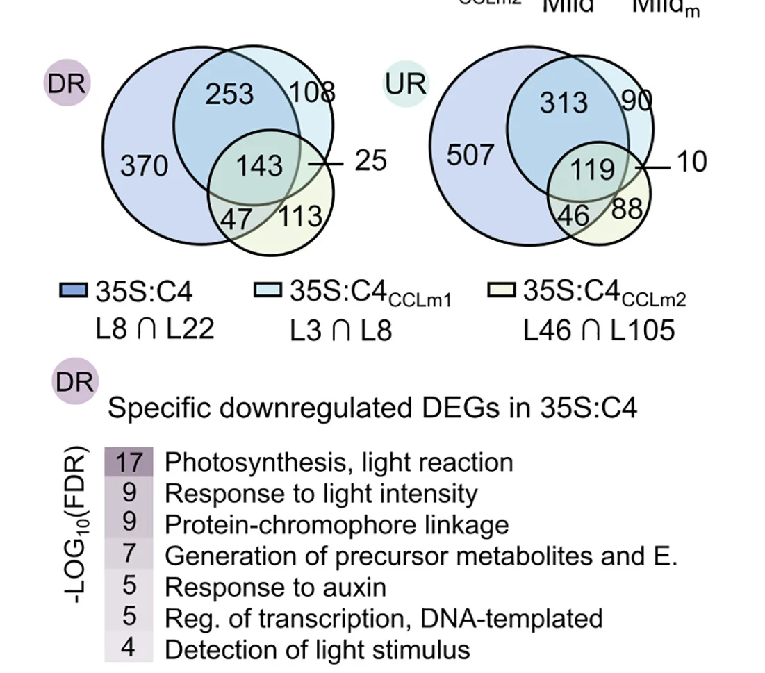 Open access visualization of Venn Diagram, Bar Plot, Transcriptomic Analysis, Seedlings, Venn Diagrams