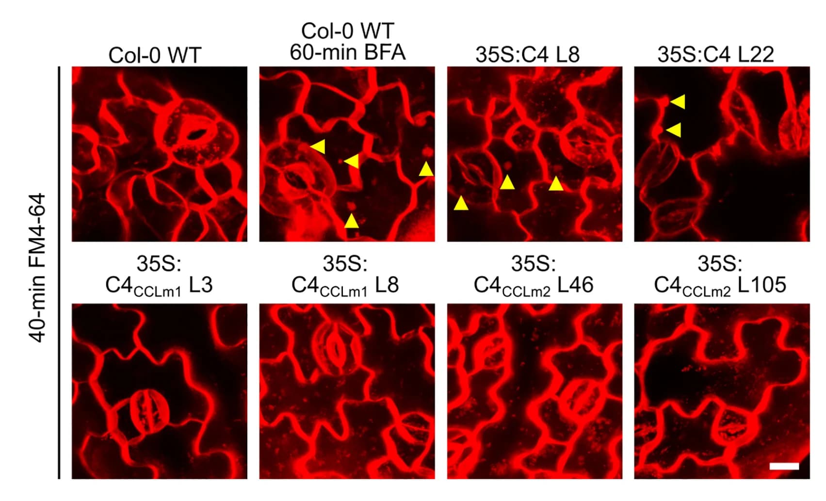 Open access visualization of Microscopy, Membrane Structures, Epidermal Cells, FM4-64, Brefeldin A